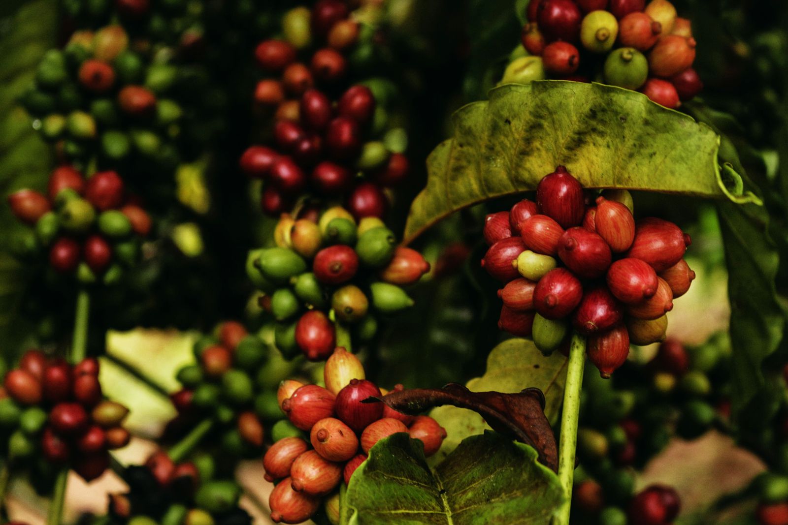 Frutos de café maduros en la rama